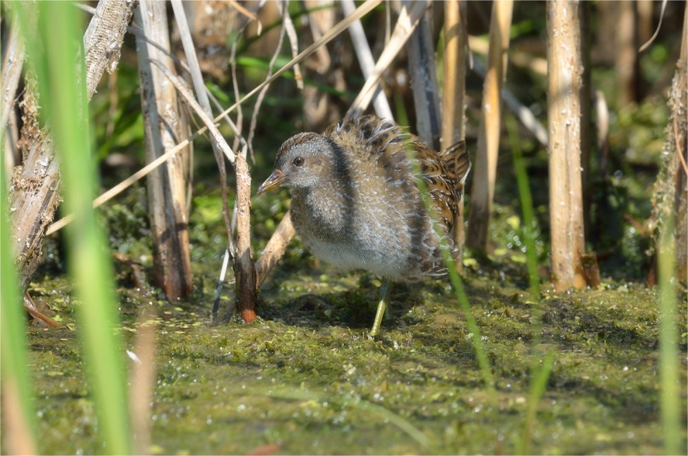 Болотные птицы лохматая