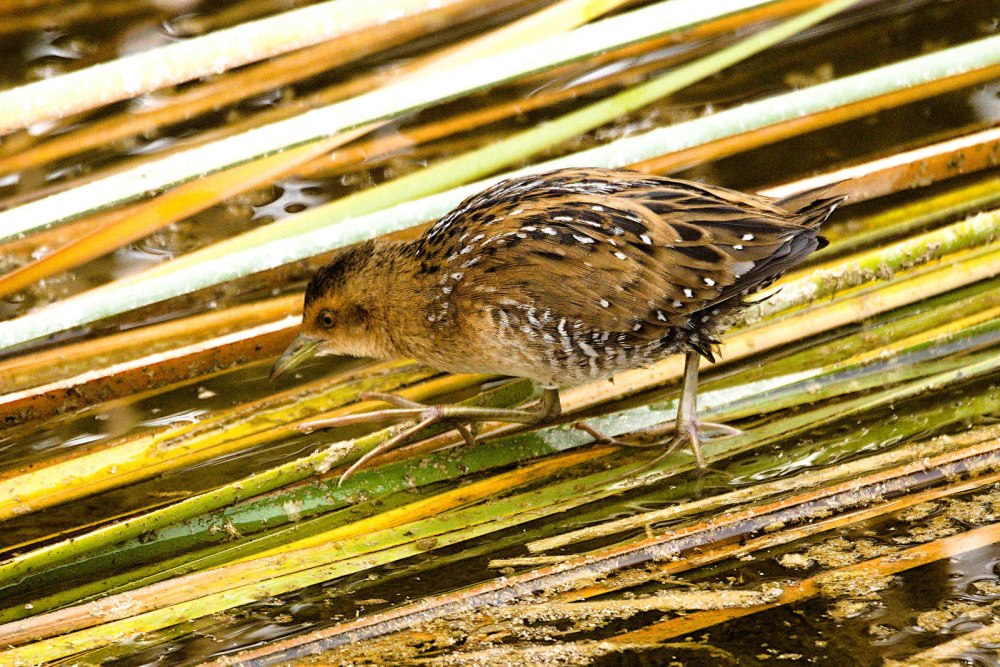 . Погоныш-крошка – Porzana pusilla (Pallas, 1776)