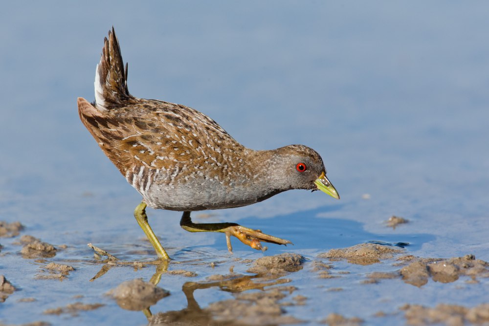 Австралийский погоныш
