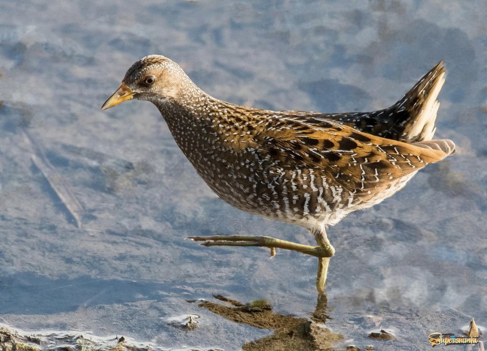 Водяной погоныш