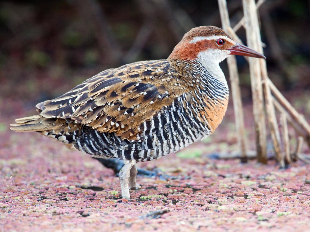 Погоныш-крошка (Porzana pusilla)