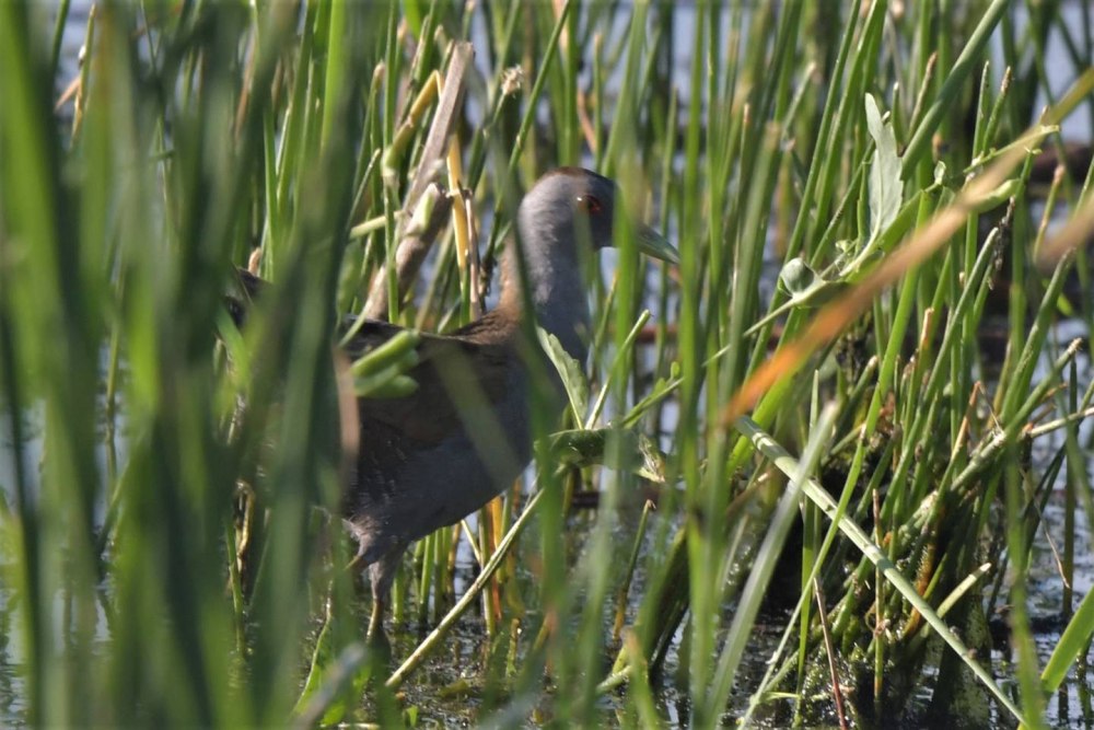 Малый погоныш