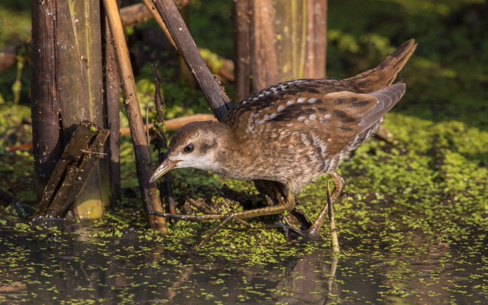 Белокрылый погоныш