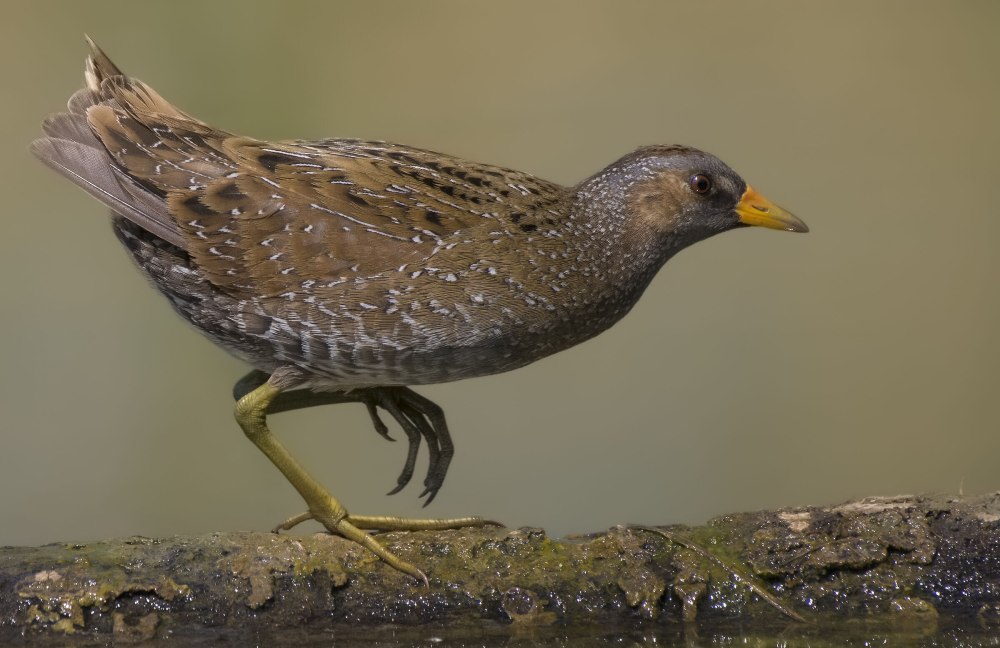 Болотная Курочка погоныш