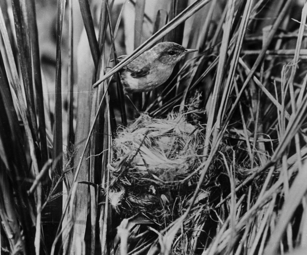 Чёрно-белая Камышовка.