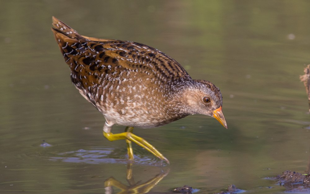 Обыкновенный погоныш