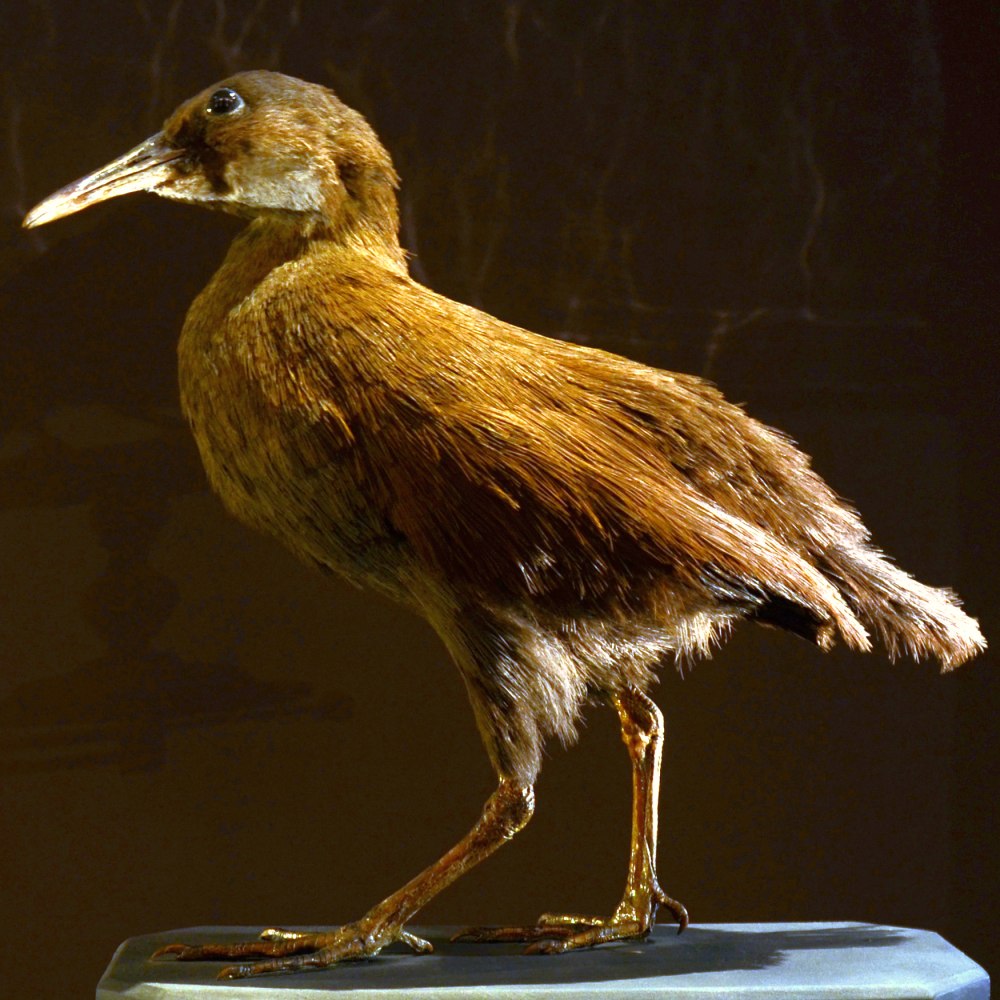 Маврикийский Пастушок