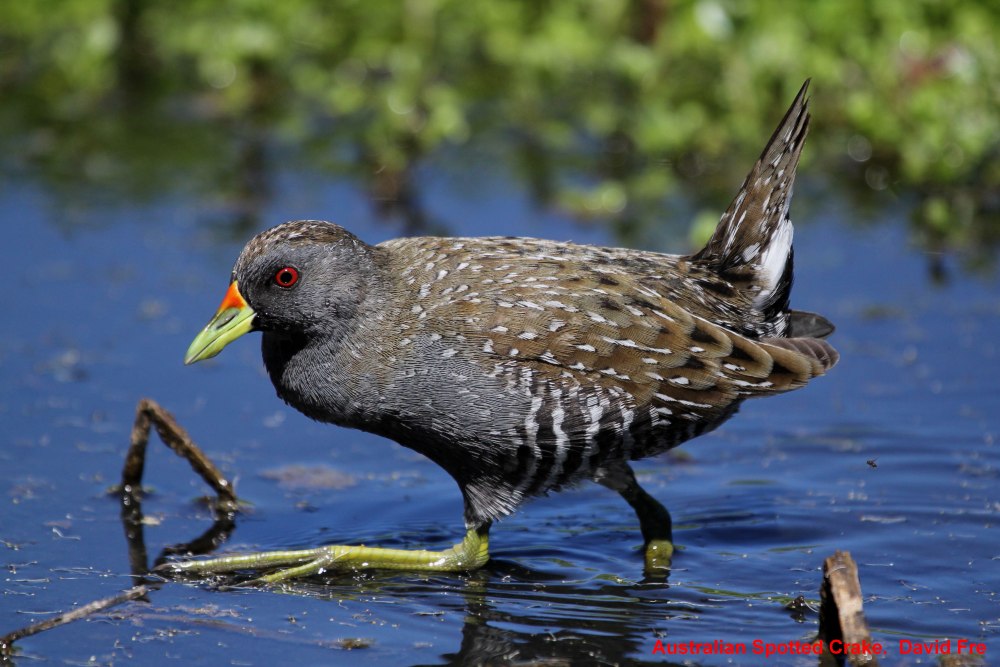 Австралийский погоныш