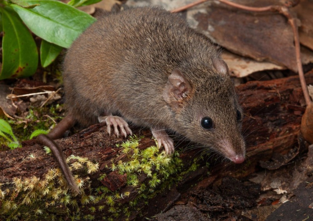 Antechinus stuartii