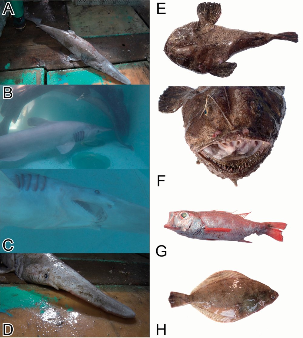 Lophiomus setigerus