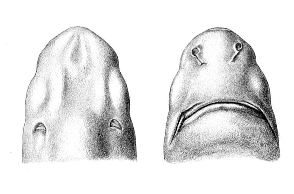 Centroscymnus coelolepis