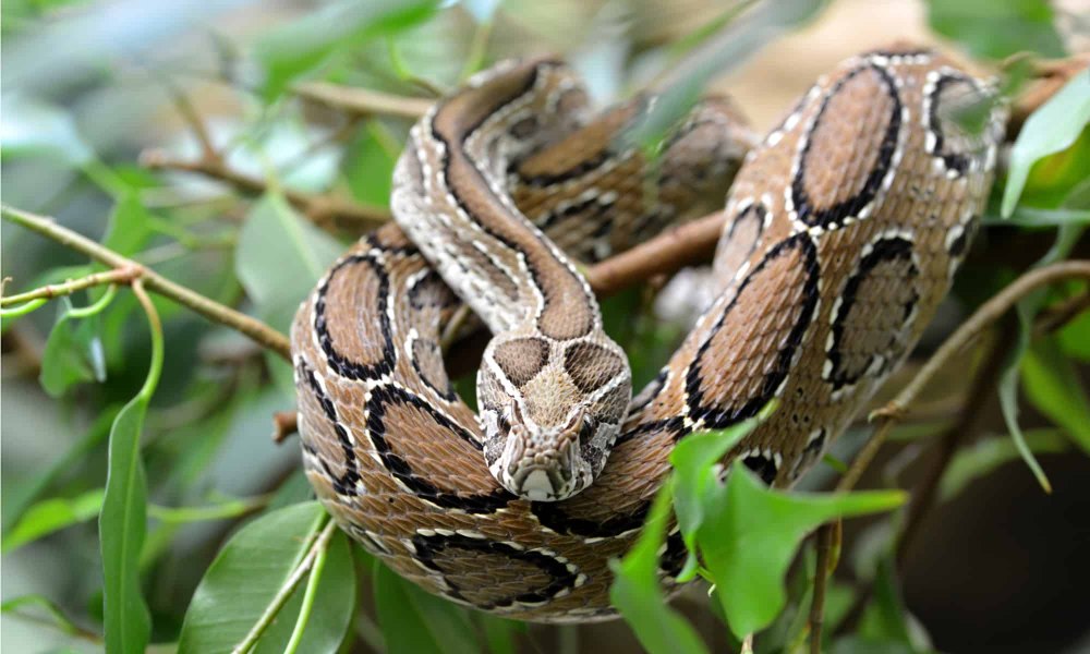 Russell Viper