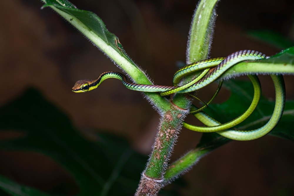 Блестящий древесный уж (Dendrelaphis pictus)