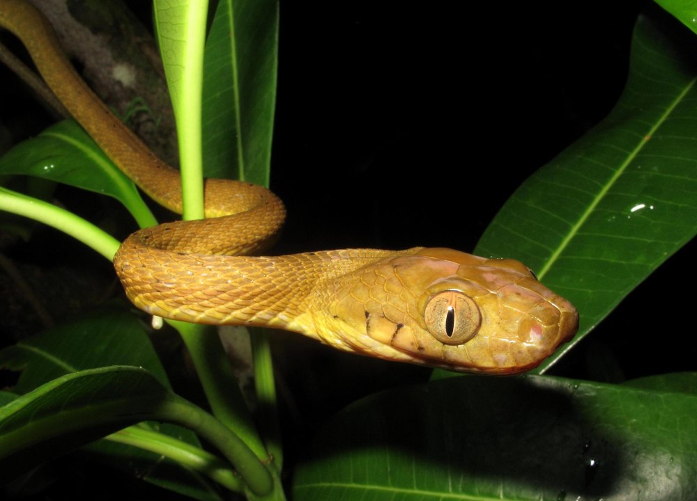 Boiga nigriceps