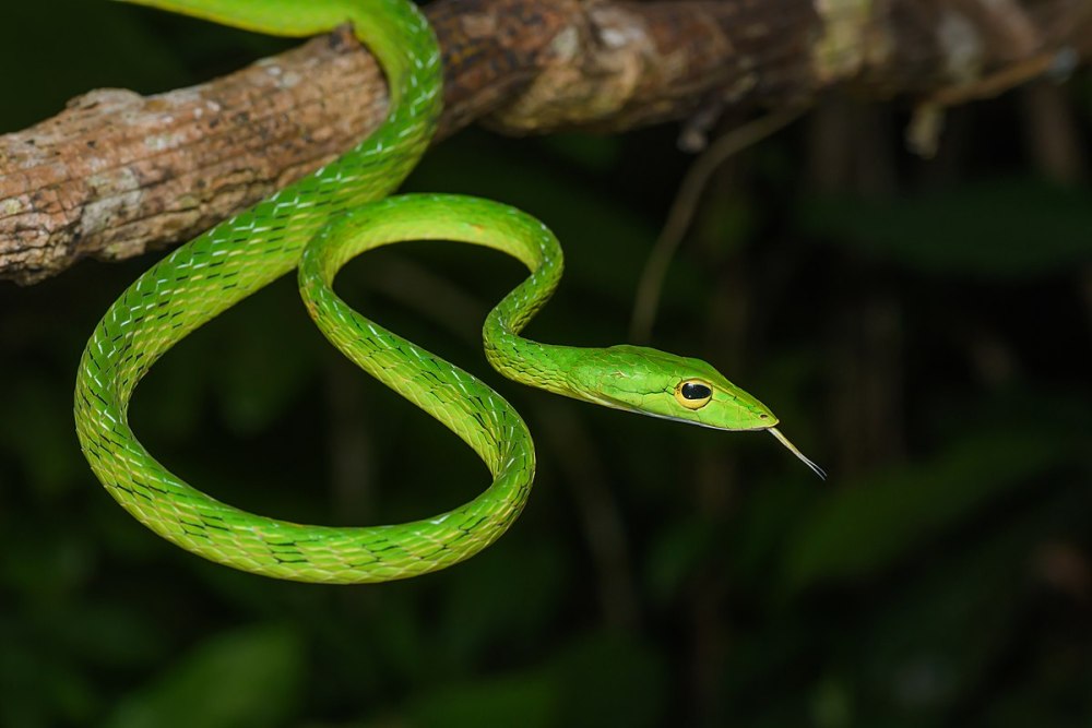 Ahaetulla mycterizans