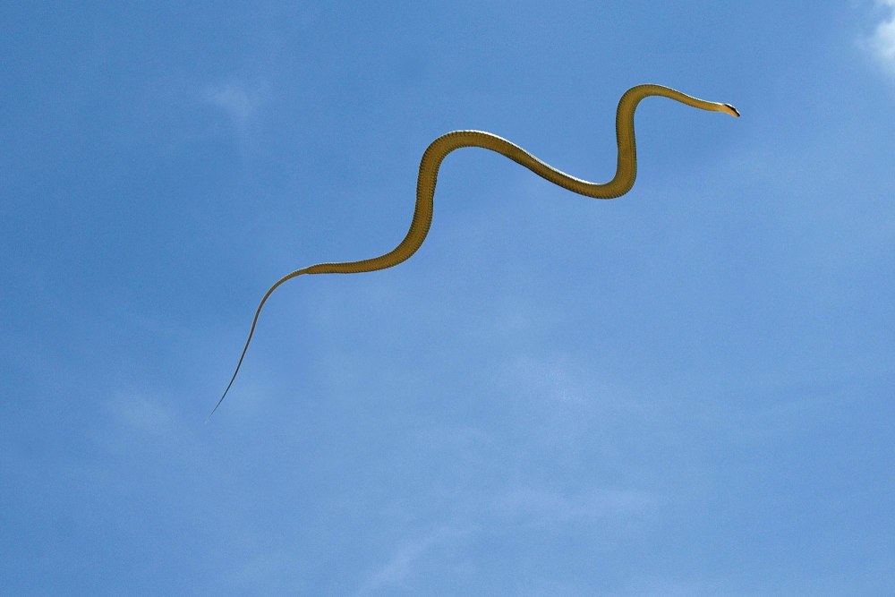 Chrysopelea Paradisi змея