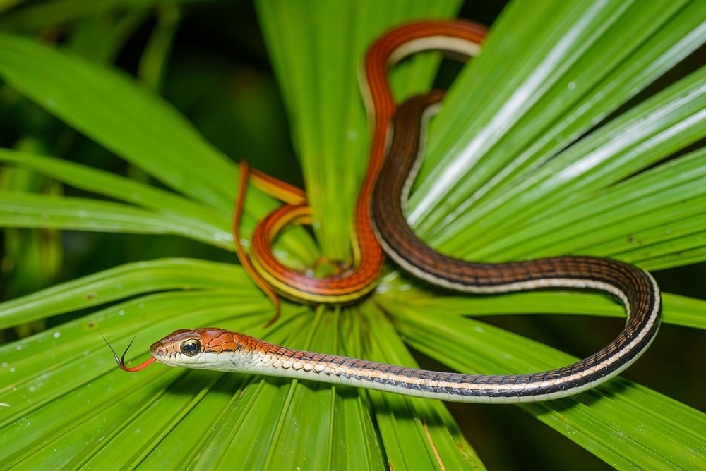 Dendrelaphis caudolineatus