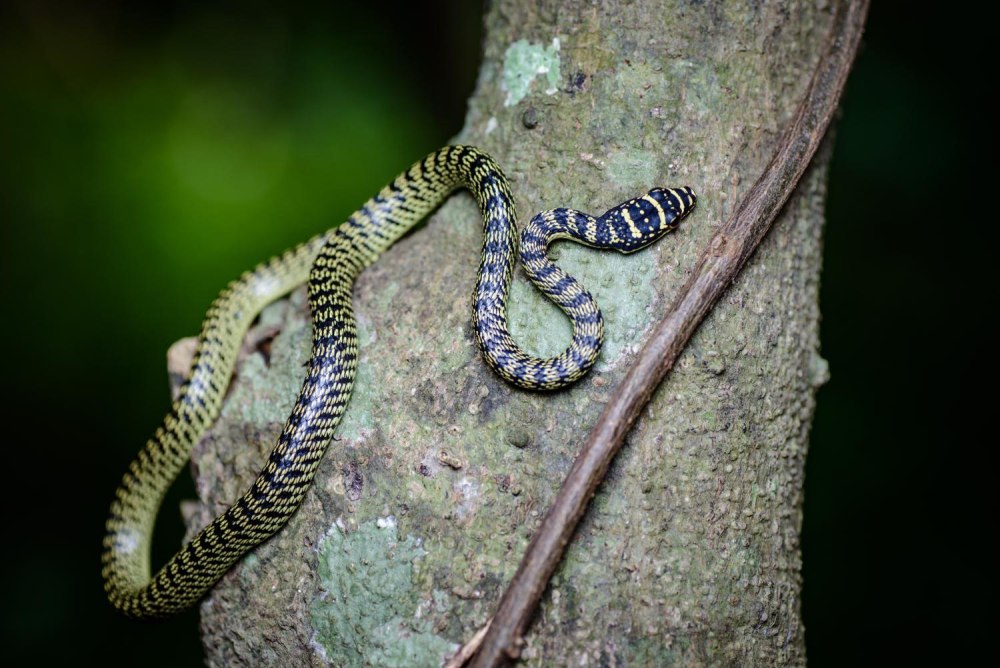 Chrysopelea taprobanica