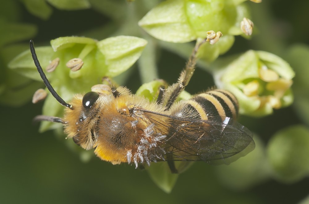 Пчелы epeolus melectiformis