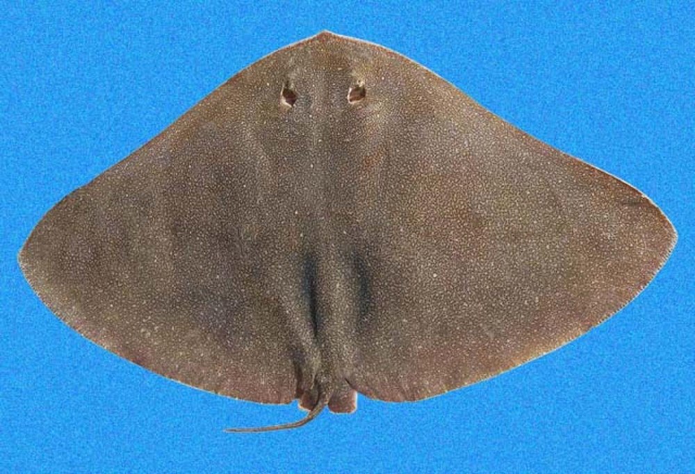 Gymnura Altavela