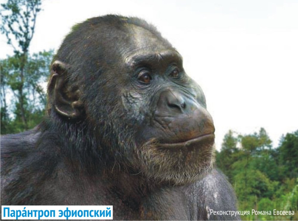 Австралопитек Эфиопский