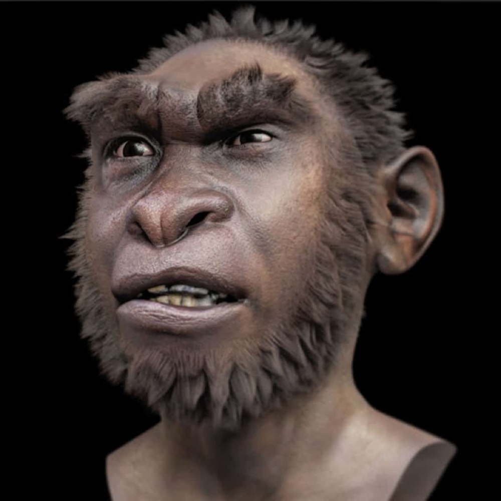 Человек работающий homo ergaster