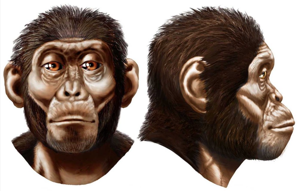 Australopithecus Afarensis (австралопитек афарский)