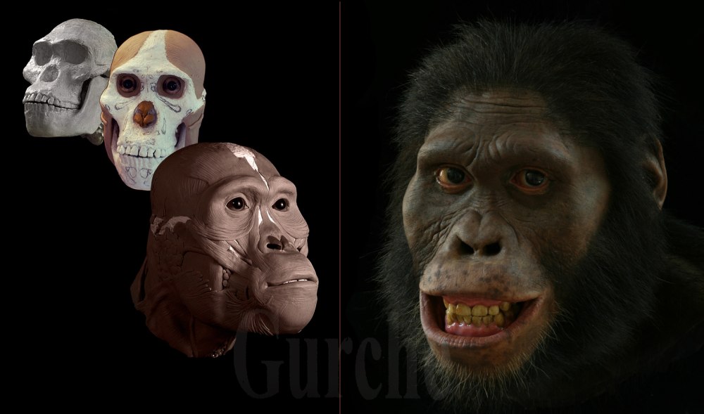 Австралопитек Гари Australopithecus Garhi
