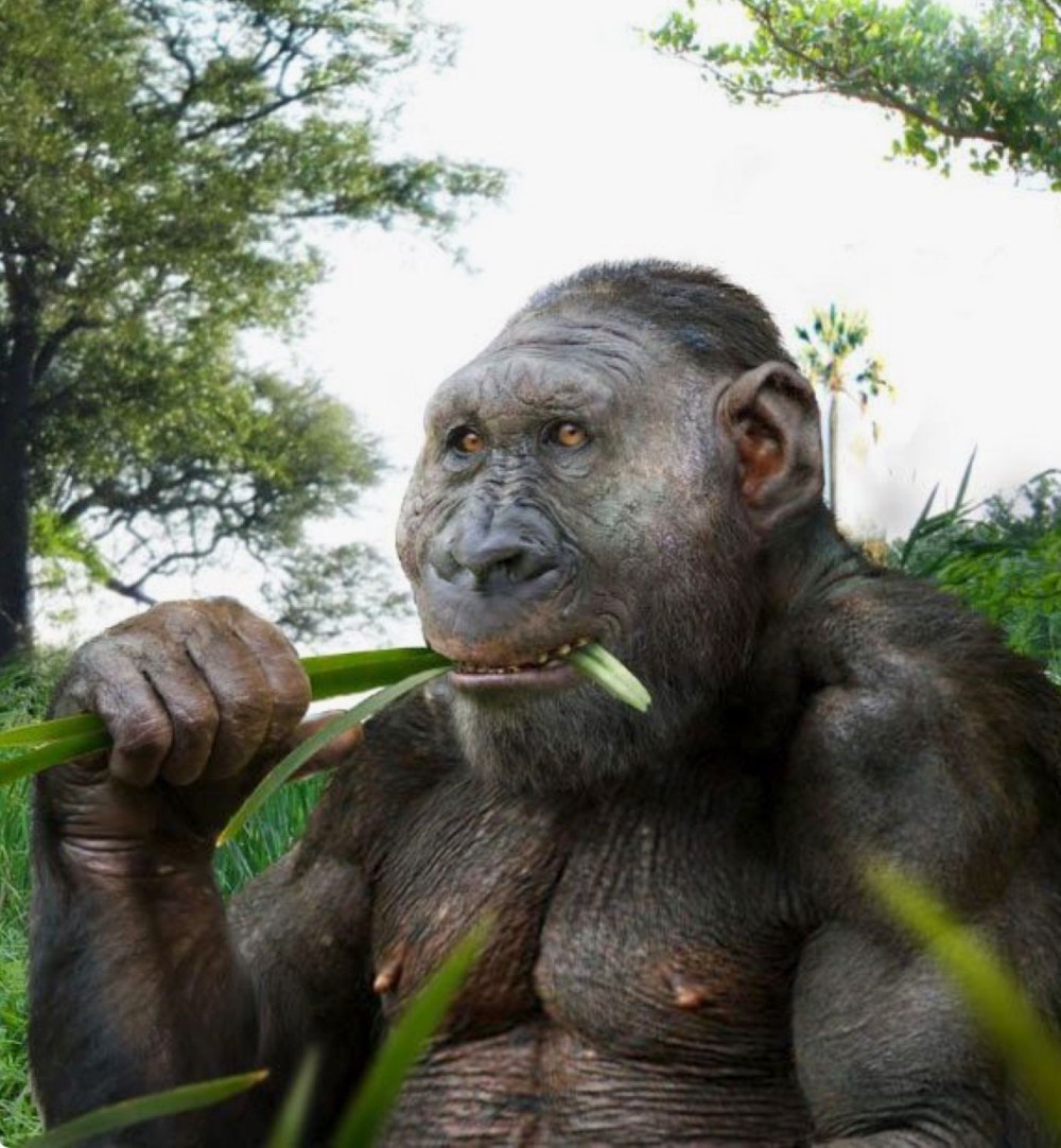 Парантропа Бойса (Paranthropus boisei