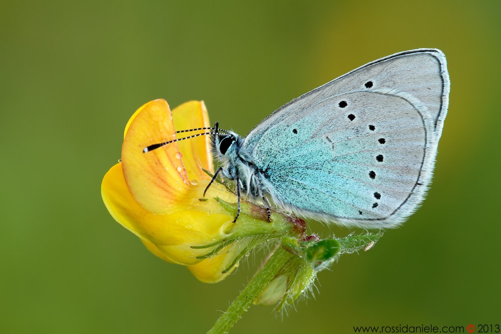 Glaucopsyche Alexis