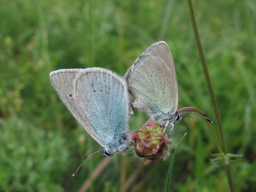 Glaucopsyche Alexis