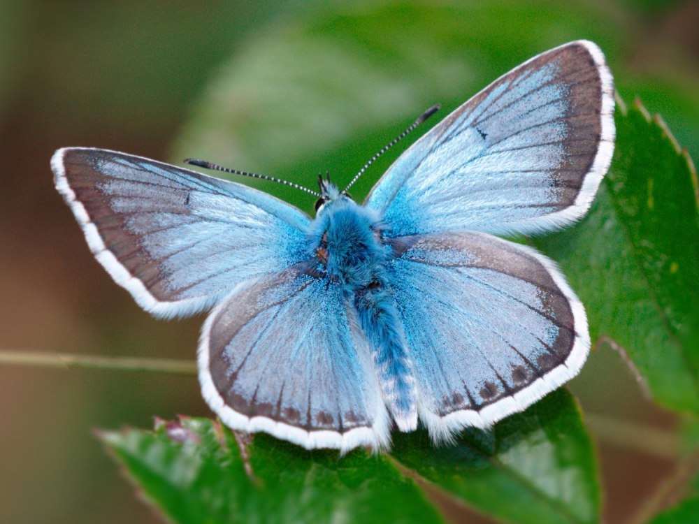 Polyommatus coridon