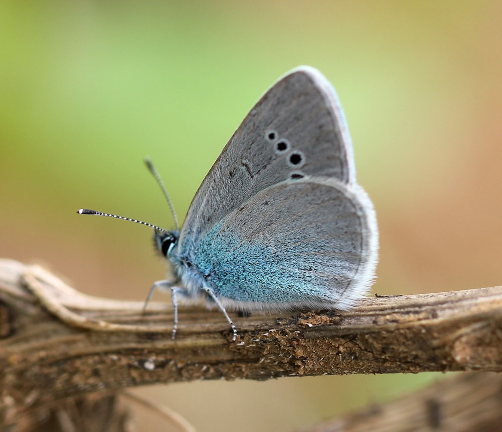 Glaucopsyche Alexis
