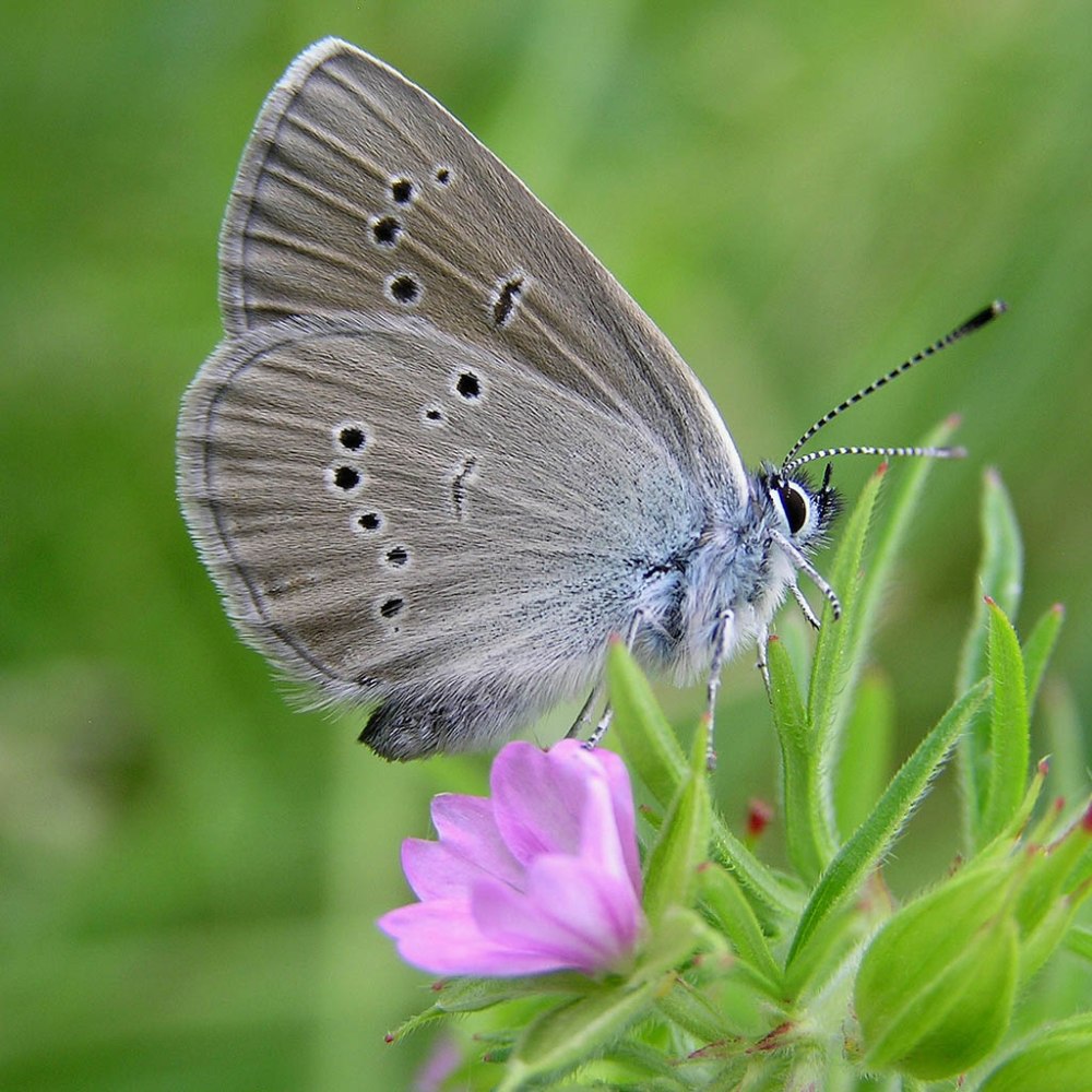 Cyaniris semiargus - голубянка Лесная