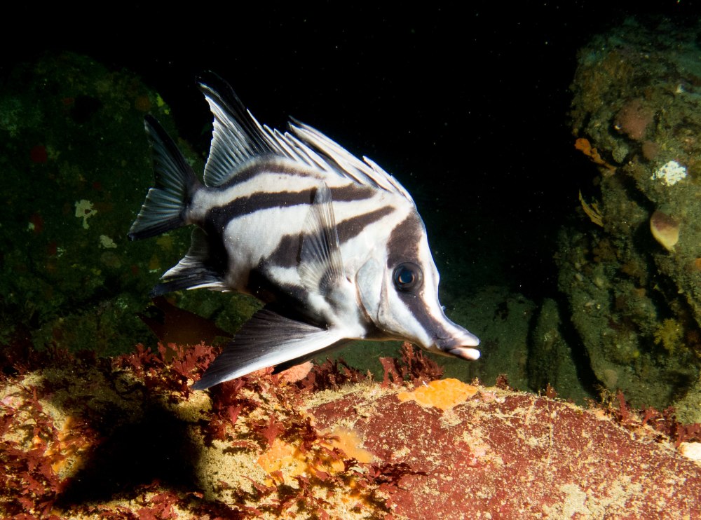 Длиннокрылая рыба кабан