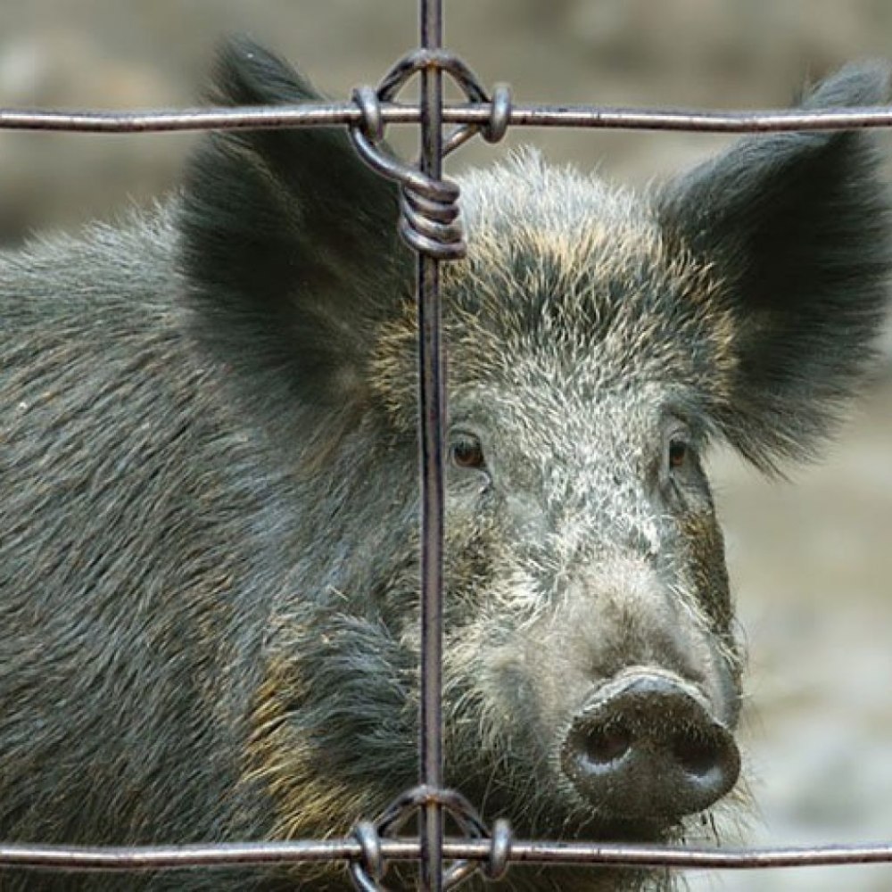 Кабаны в Воронежской области