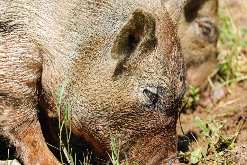 Дикая свинья