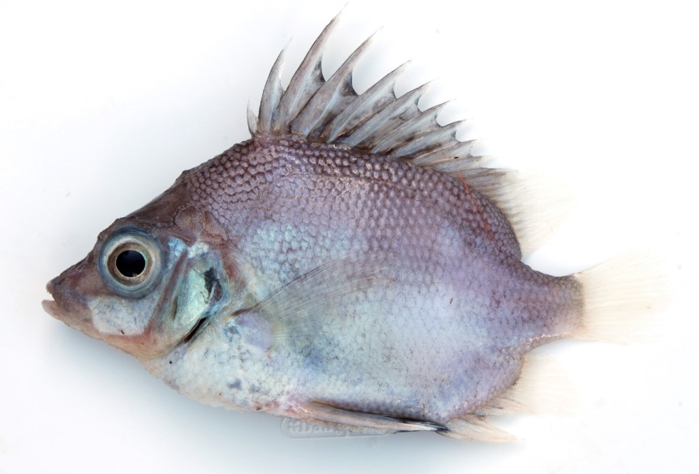 Рыба кабанчик