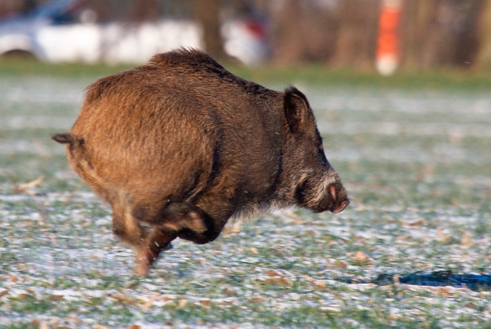 Кабанчик Геншин