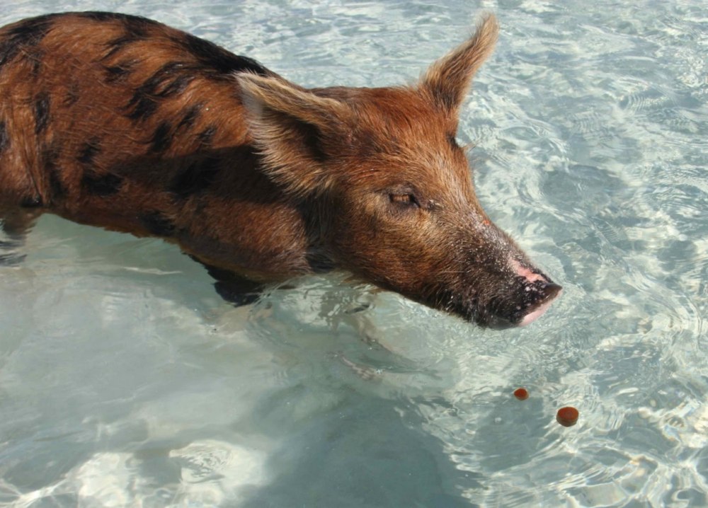 Рыба хрюшка