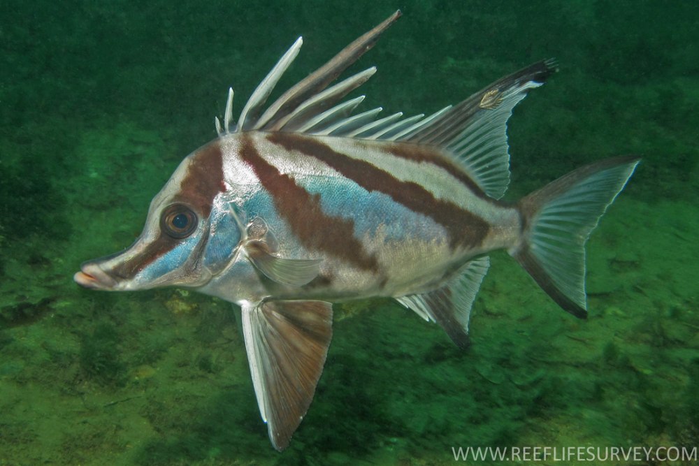 Длиннорылая рыба-кабан