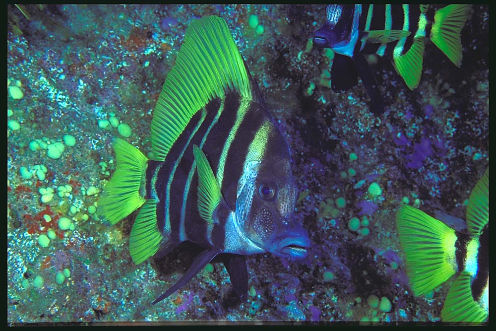 Evistias acutirostris