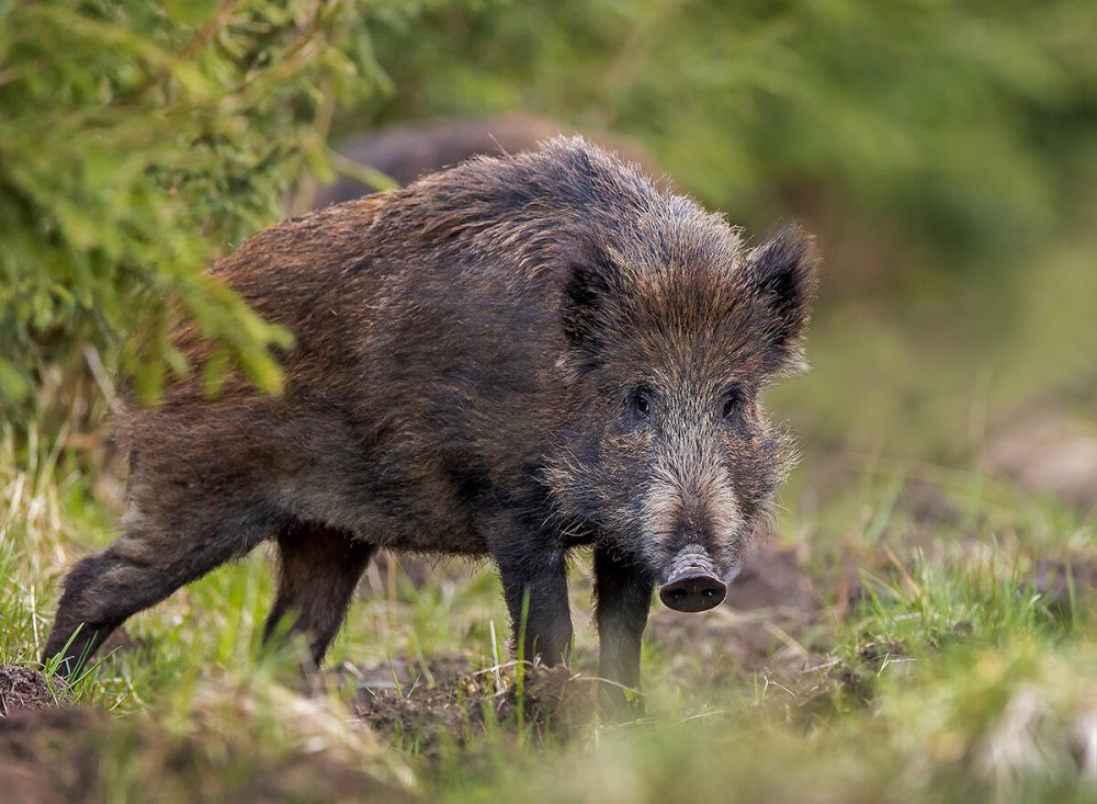 Кабан – sus scrofa Linnaeus, 1758
