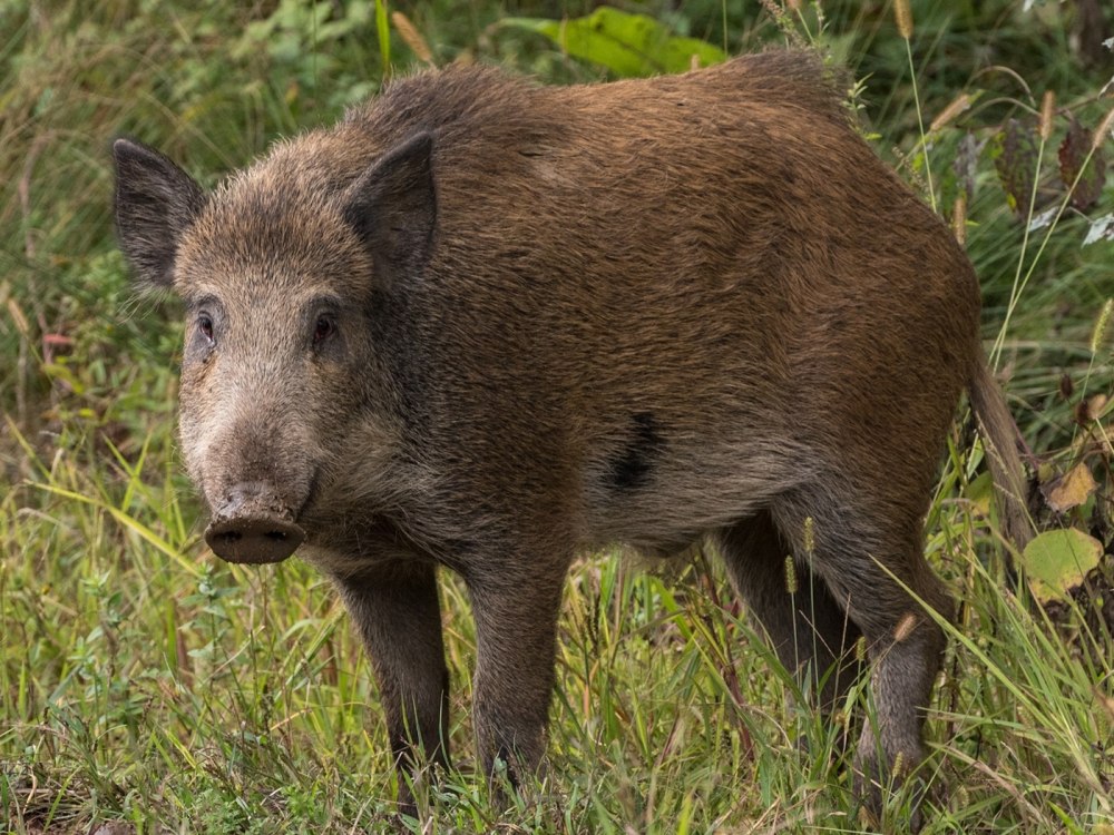 Европейский дикий кабан sus scrofa Ferus