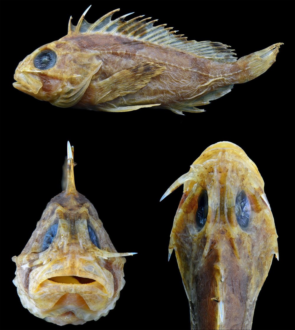 Рыба с шипом на голове