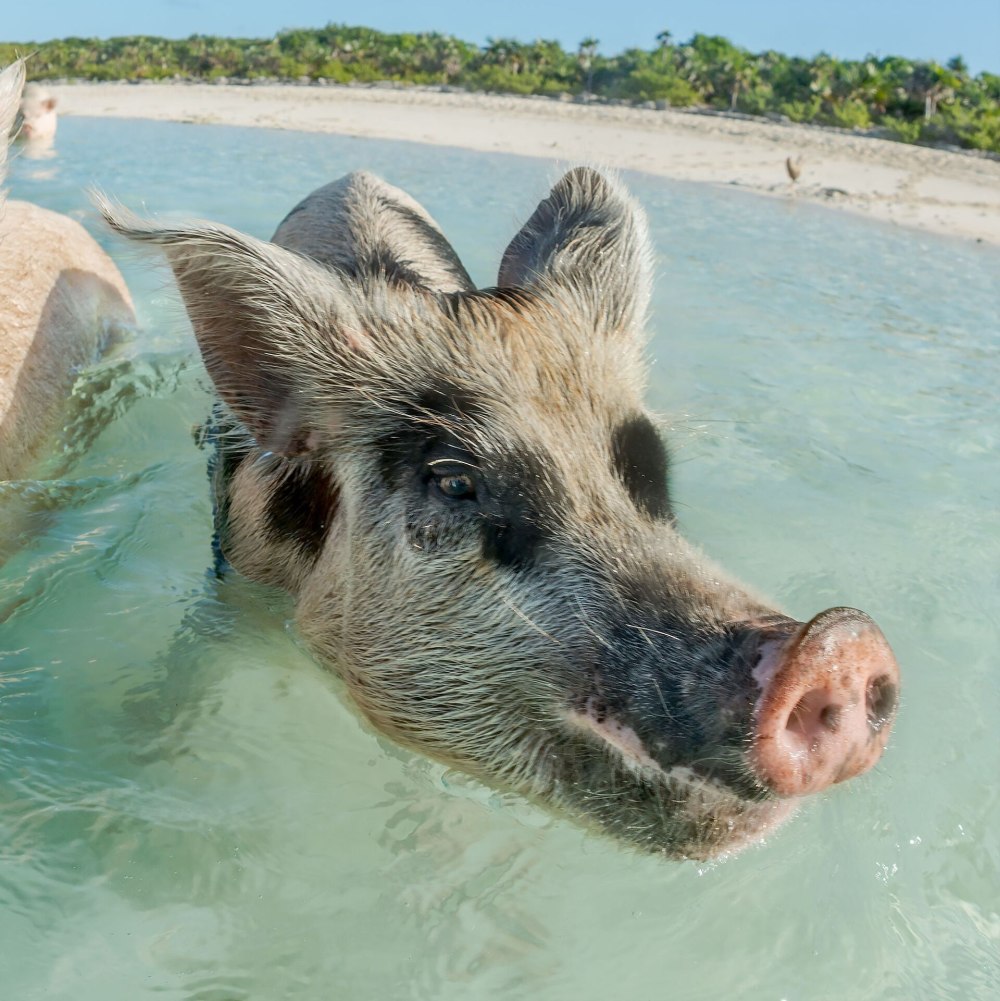 Морской кабан