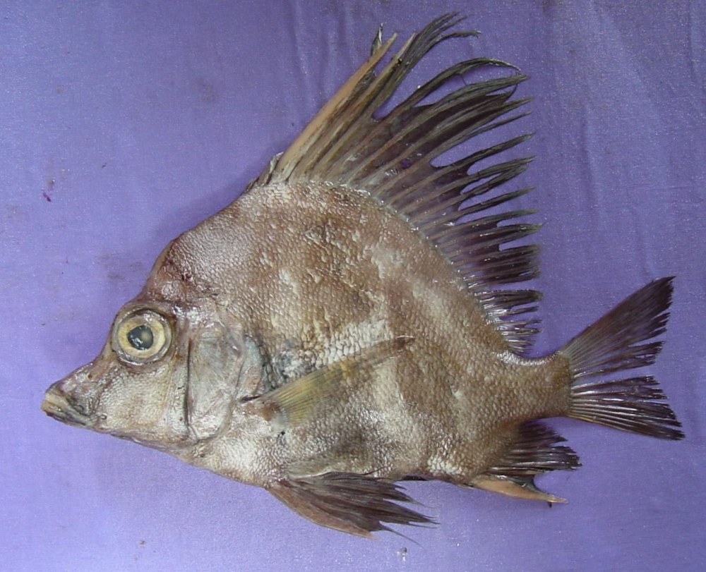 Рыба-кабан Ричардсона