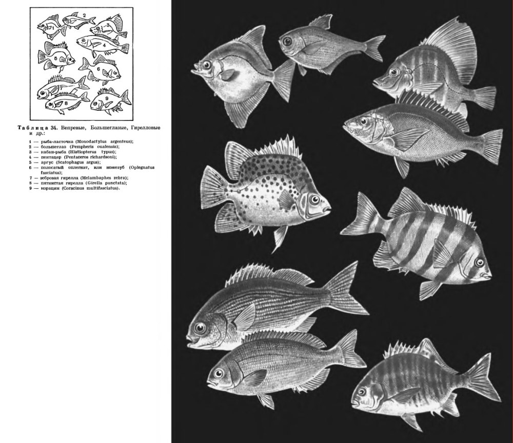 Семейство лотариевых рыбки