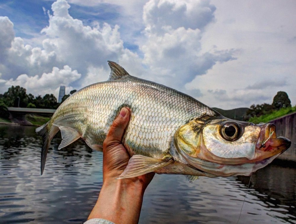 Верхогляд Ханкайский