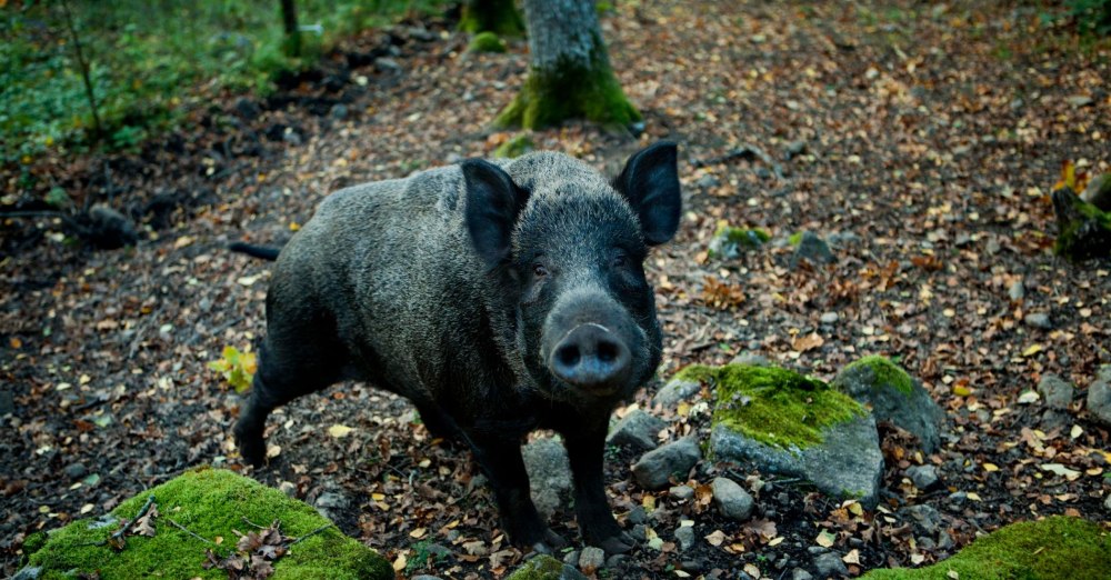 Кабанья свиноматка